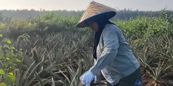 Dulu Ibu Rumah Tangga, Kini Perempuan Dayun Mengelola 25 Hektare Hutan Sosial