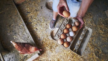 kementan-mulai-atur-harga-telur,-cek-harga-per-kilogramnya-di-sini-bun