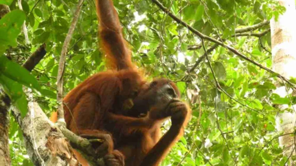 taman-nasional-sebangau, rumah-bagi-6.000-orangutan-dengan-sungai-hitam-yang-memukau