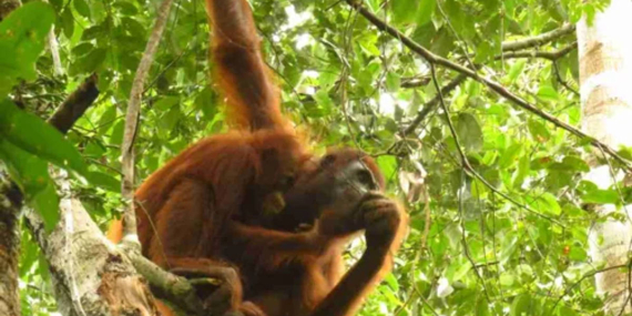 Taman Nasional Sebangau, Rumah Bagi 6.000 Orangutan dengan Sungai Hitam yang Memukau