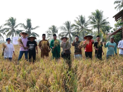 pupuk-organik-hasilkan-beras-nu-berkualitas,-hama-berkurang-dan-panen-lebih-cepat
