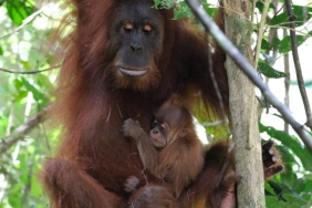 orangutan-dari-rehabilitasi-melahirkan-di-alam-liar