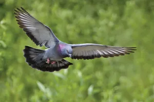 burung-liar-masuk-ruang-perawatan,-berisiko-penyebaran-penyakit
