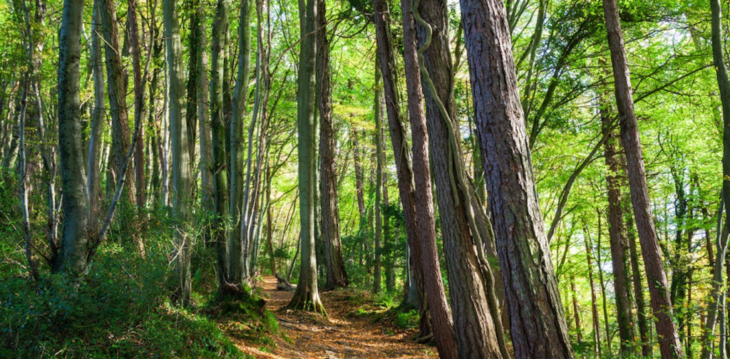 heatwaves:-why-british-trees-are-shedding-branches-and-dying