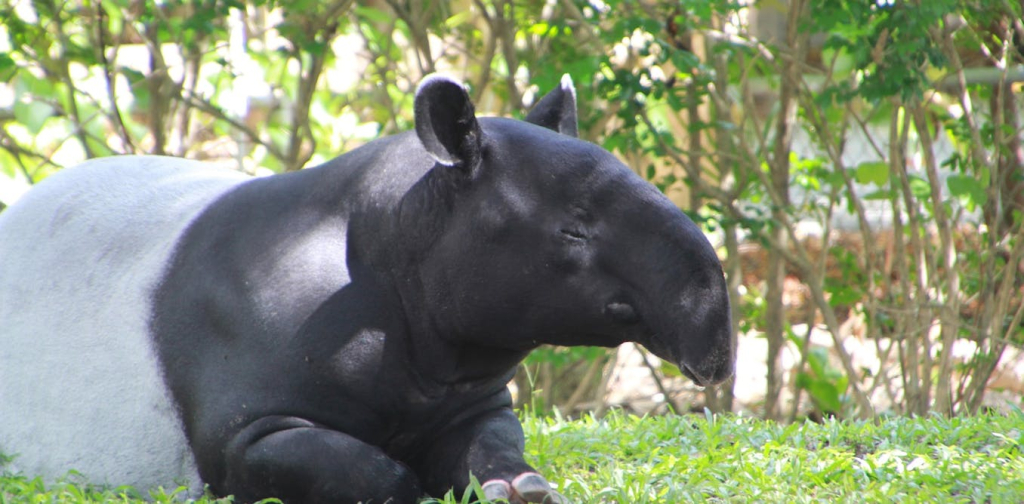 tapir-disembelih-warga-mesuji:-kapan-kita-paham-bahwa-melindungi-hewan-berarti-melindungi-manusia?