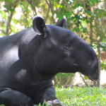 tapir-disembelih-warga-mesuji:-kapan-kita-paham-bahwa-melindungi-hewan-berarti-melindungi-manusia?