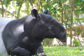 tapir-disembelih-warga-mesuji:-kapan-kita-paham-bahwa-melindungi-hewan-berarti-melindungi-manusia?