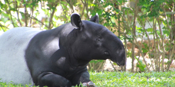 tapir-disembelih-warga-mesuji:-kapan-kita-paham-bahwa-melindungi-hewan-berarti-melindungi-manusia?