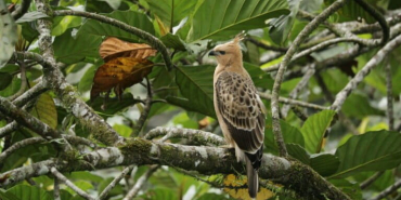 dari-elang-jawa-hingga-burung-hantu,-masa-depan-raptor-indonesia-kian-rentan