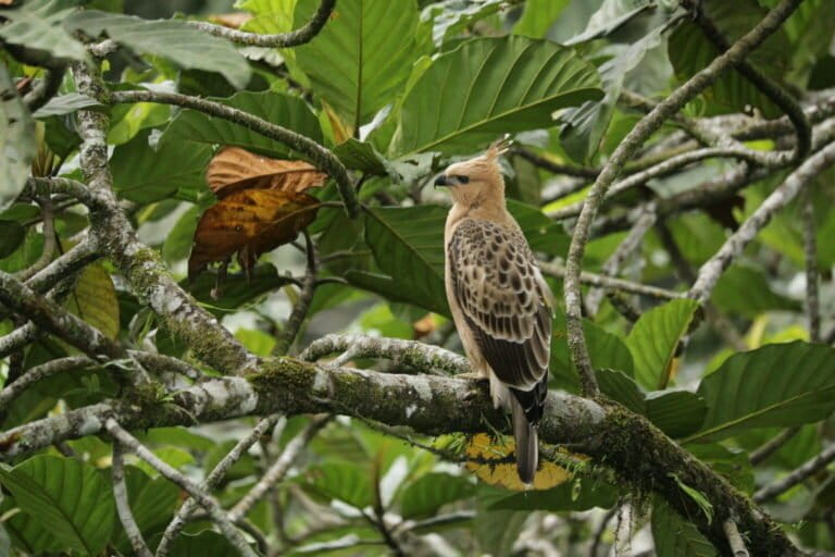 dari-elang-jawa-hingga-burung-hantu,-masa-depan-raptor-indonesia-kian-rentan