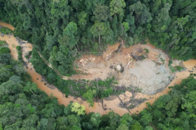 tambang-emas-ilegal-jambi-jarah-hutan-warisan-dunia