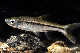 bagaimana-nasib-ikan-kecil-endemik-indonesia?