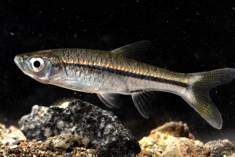 bagaimana-nasib-ikan-kecil-endemik-indonesia?