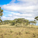 brazil’s-highland-forest-has-been-shaped-by-climate-change-and-indigenous-people-for-6,000-years