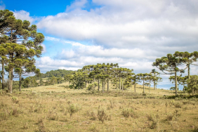 brazil’s-highland-forest-has-been-shaped-by-climate-change-and-indigenous-people-for-6,000-years