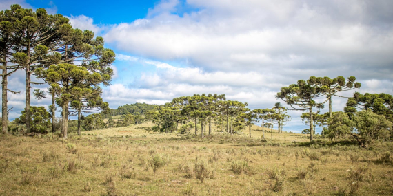 brazil’s-highland-forest-has-been-shaped-by-climate-change-and-indigenous-people-for-6,000-years