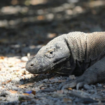 kasus-gigitan-komodo,-apakah-satwa-purba-ini-menyerang-manusia?