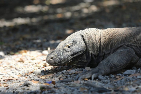 kasus-gigitan-komodo,-apakah-satwa-purba-ini-menyerang-manusia?