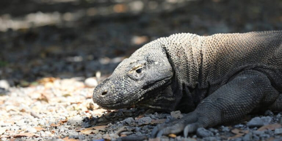 kasus-gigitan-komodo,-apakah-satwa-purba-ini-menyerang-manusia?