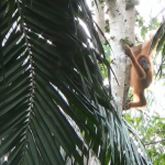 kisah-indah-bulan,-orangutan-korban-perdagangan-yang-menjadi-induk-di-alam-liar