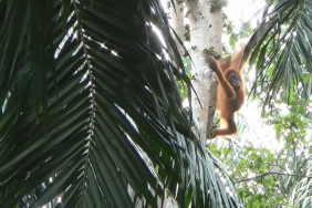 kisah-indah-bulan,-orangutan-korban-perdagangan-yang-menjadi-induk-di-alam-liar