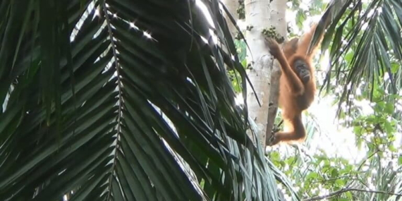 kisah-indah-bulan,-orangutan-korban-perdagangan-yang-menjadi-induk-di-alam-liar
