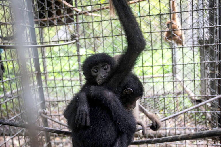 jejak-penyelundupan-siamang-dari-sumatera-ke-luar-negeri-[2]