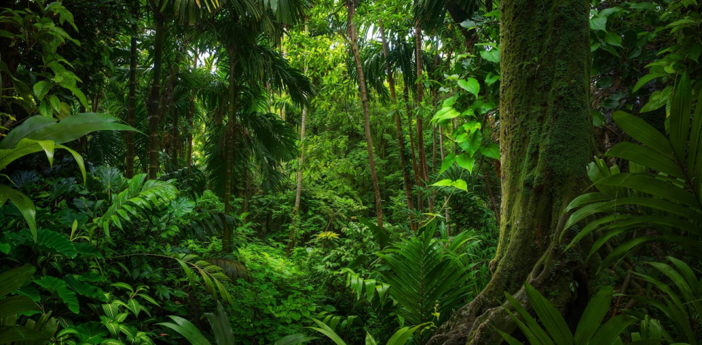 tropical-forests-can-stop-acting-as-carbon-sinks-during-el-nino,-says-research