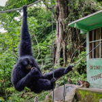 biarkan-siamang-hidup-liar-di-hutan-[3]