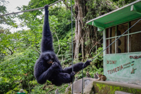 biarkan-siamang-hidup-liar-di-hutan-[3]