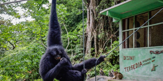 biarkan-siamang-hidup-liar-di-hutan-[3]
