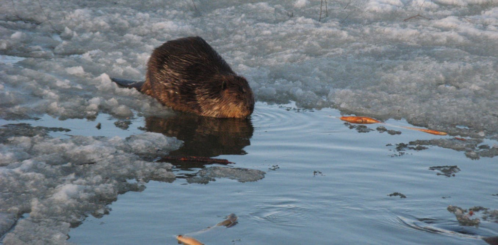 beavers-are-emerging-sooner-in-spring-amid-warmer-weather