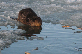 beavers-are-emerging-sooner-in-spring-amid-warmer-weather