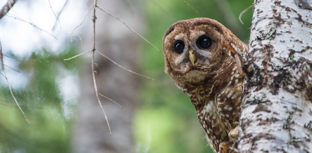 how-redefining-one-word-strips-the-endangered-species-act’s-ability-to-protect-vital-habitat