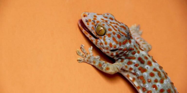apakah-tokek-lebih-nyaman-hidup-dekat-manusia?