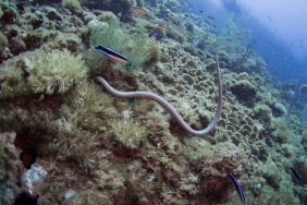 ular-laut-zaitun,-ular-yang-punya-“mata-kedua”-di-ujung-ekornya.-ini-fungsinya