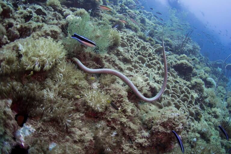 ular-laut-zaitun,-ular-yang-punya-“mata-kedua”-di-ujung-ekornya.-ini-fungsinya