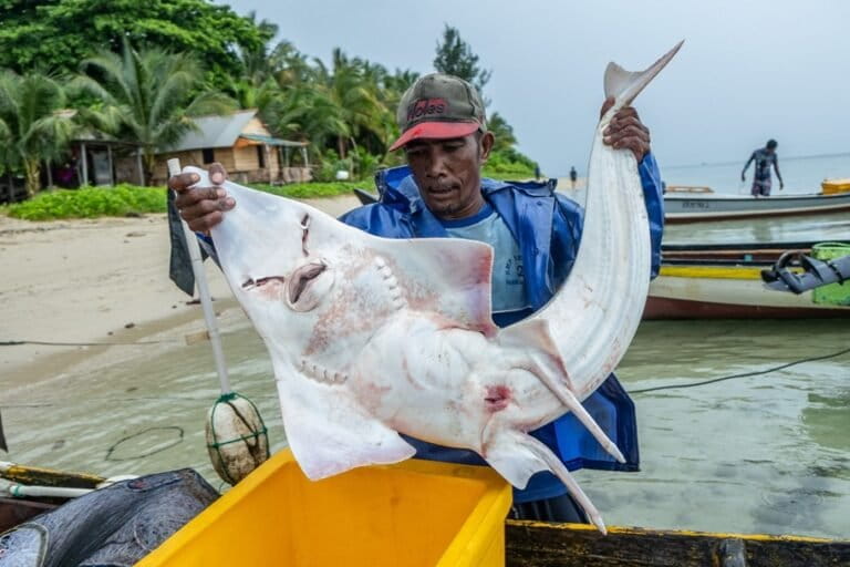 logam-berat-pada-daging-hiu-ancam-perkembangan-janin-dan-anak