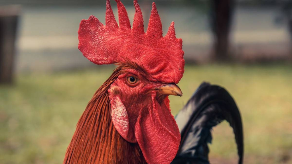 kisah-dua-ekor-ayam-jago-yang-sombong,-cerita-rakyat-dari-sulawesi-tenggara