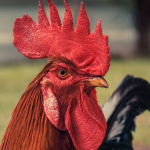 kisah-dua-ekor-ayam-jago-yang-sombong,-cerita-rakyat-dari-sulawesi-tenggara
