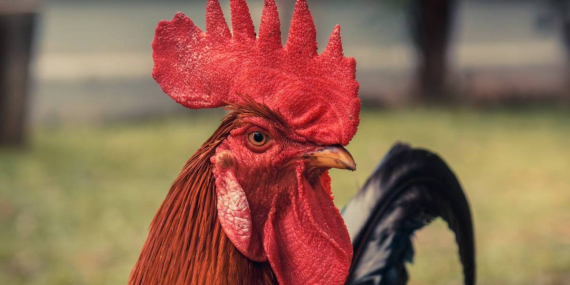 kisah-dua-ekor-ayam-jago-yang-sombong,-cerita-rakyat-dari-sulawesi-tenggara