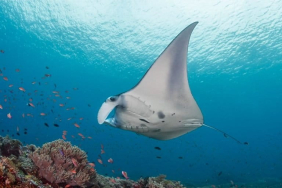 perairan-taman-nasional-komodo,-benteng-terakhir-pari-manta-karang