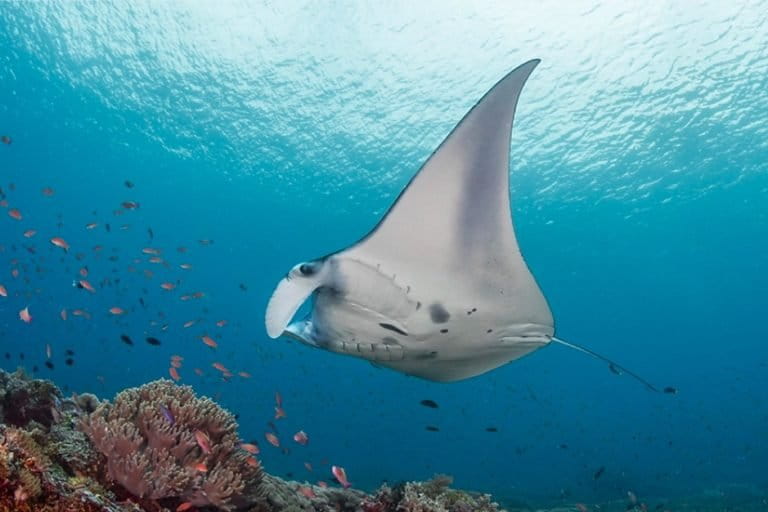 perairan-taman-nasional-komodo,-benteng-terakhir-pari-manta-karang
