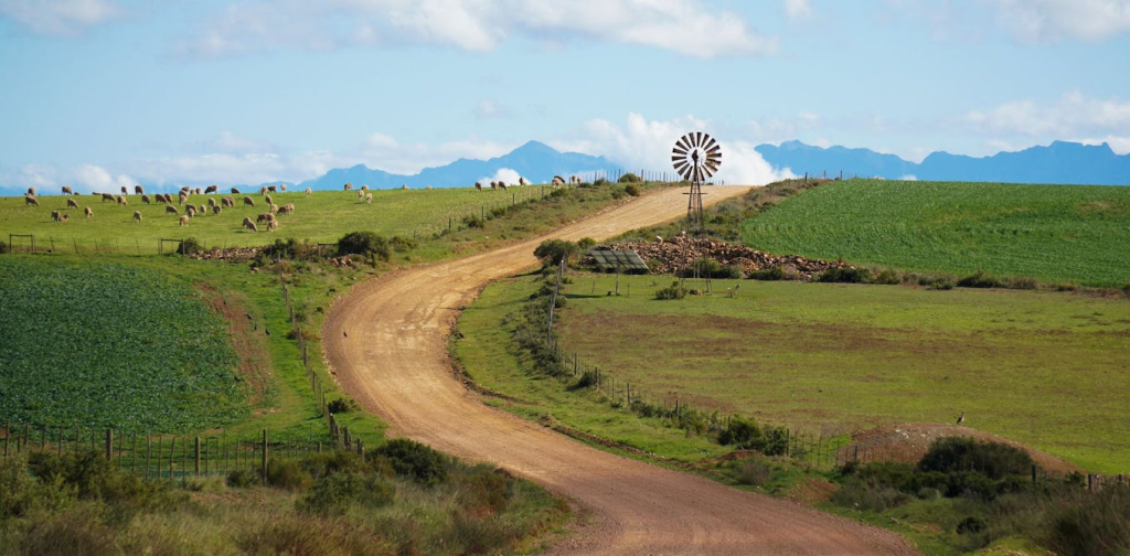 will-el-nino-drought-hit-food-prices-in-south-africa?-earlier-rains-and-grain-stocks-offer-hope