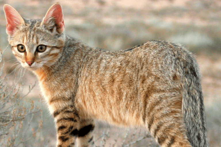 mengapa-kucing-rumahan-bisa-jinak?-jawabnya-ada-pada-kucing-liar-ini