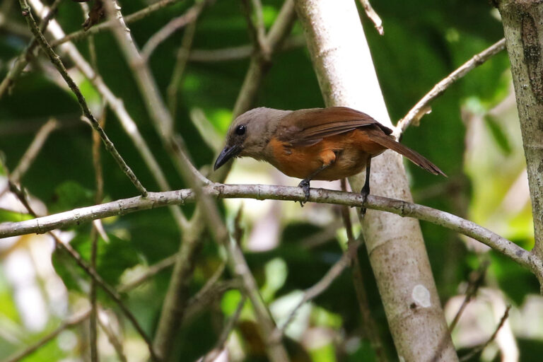 jangan-sentuh,-burung-endemik-papua-ini-beracun