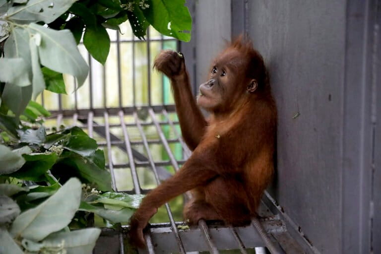 populasi-orangutan-sumatera-berkurang-2.700-individu-dalam-satu-dekade?