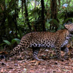setelah-harimau-jawa-punah,-apakah-macan-tutul-mengalami-nasib-yang-sama?