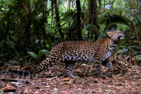 setelah-harimau-jawa-punah,-apakah-macan-tutul-mengalami-nasib-yang-sama?