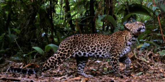 setelah-harimau-jawa-punah,-apakah-macan-tutul-mengalami-nasib-yang-sama?